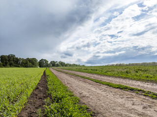 Driving rural dirt road in countryside with green spring wheat agriculture field and cloudy contrast sky