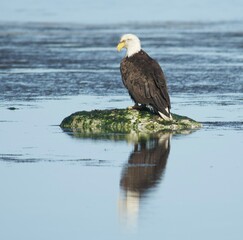 american bald eagle