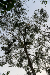 Bats flying in the sky of Kpalimé after sunset.