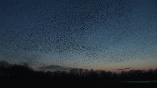 Amazing flock of birds flying in the sky of England on migration UK