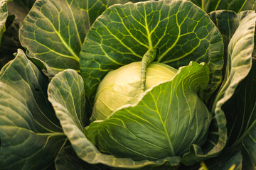 Green cabbage head closeup in nature on field.