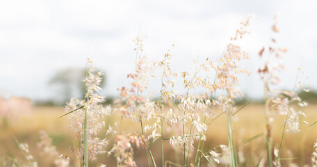 Closer up small grass flowers and blur focus background