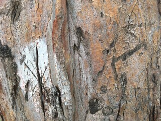 white scar patch tree trunk