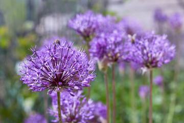 Giant Onion (Allium Giganteum) flowers.  Beautiful picture with Alliums for the gardening theme. Allium is a genus of monocotyledonous flowering plants in Amaryllidaceae family. 