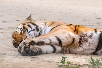 Tiger with black stripes peacefully sleeping on sand. Close view with blurred natural background. Wild animals, big cat