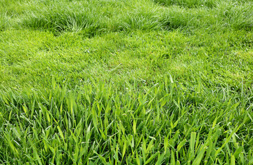  Green lawn. Neat work. work mows green grass.