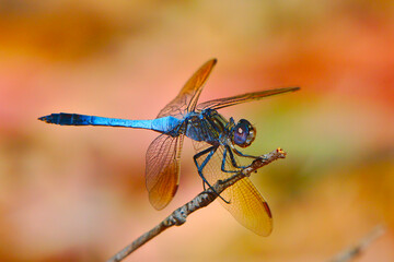 Blue dragonfly - landscape
