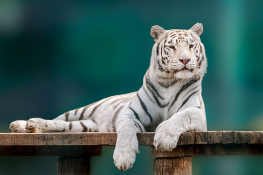 White tiger with black stripes laying down on wooden deck. Full size portrait. Close view with green blurred background. Wild animals in zoo, big cat