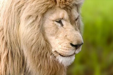 White lion powerful portrait, profile, looks right isolated close-up with green blurred background. Wild animals, big cat