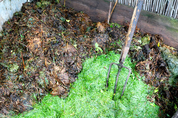 Compost. Rotted brown mass and green grass waste. Garden tools metal forks stand in a compost heap.