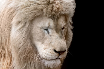 White lion portrait, looks down right with closed eyes, isolated close view with black background. Wild animals, big cat
