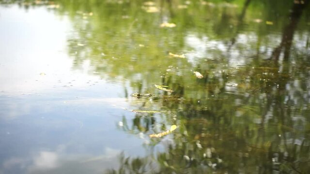 frog toad jumps into the water in a swamp