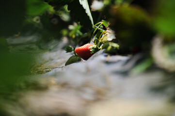 Obraz premium Bela plantação de morangos frescos e orgânicos.