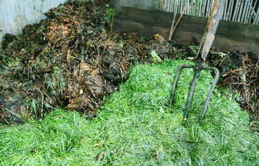 Compost. Garden tools metal forks stand in a compost heap. Rotted brown and green waste.