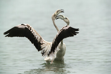 Greater Flamingos Juvenile friendly fight