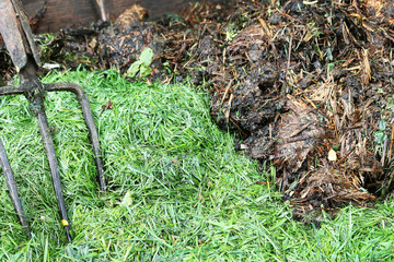Compost. Garden tools metal forks stand in a compost heap. Rotted brown and green waste.