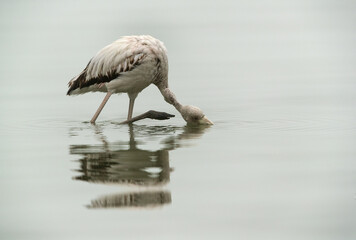 Greater Flamingo preening at Asker coast during morning