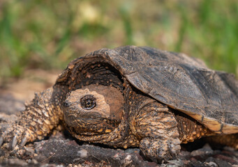 Snapping turtle on land