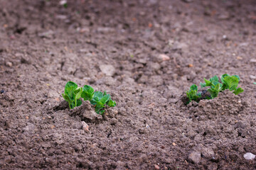 potato sprouts sprout from the ground