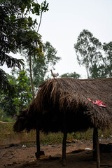 A duck on a thatched roof in the countryside of Kpalimé.
