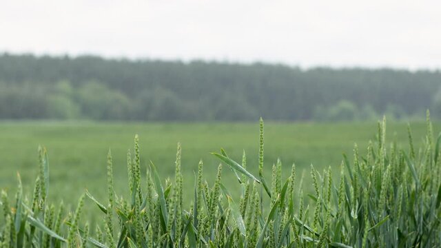 Vernal rain on green wheat field. Scenic rural landscape with green wheat field on rainy day. Green wheat field in overcast rainy weather.