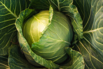 Green cabbage head closeup in nature on field.