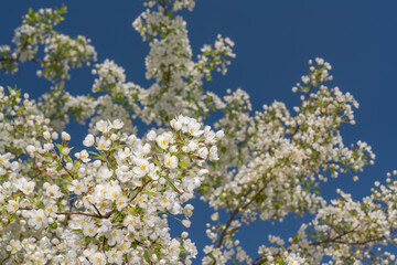 White blossoms in front of blue sky