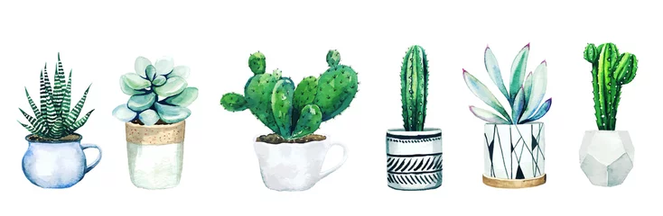 Foto op Canvas Set of six potted cactus plants and succulents © nurofina