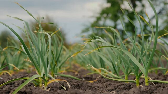 A neat bed where garlic grows