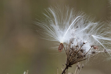 Milk weed seeds with their silky parachutes still attached waiting for a breeze to blow them...