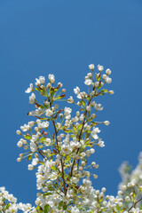 White blossoms isolated against a blue sky