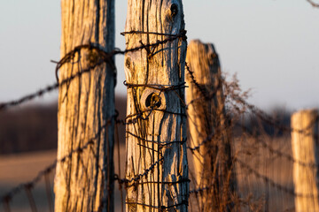 A simple landscape picture that includes old cedar fence posts and a tangle of barbed wire along a country road indicating a farmers' property line. Taken at sunset.