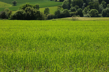 Naklejka na ściany i meble Green agricultural field in UK
