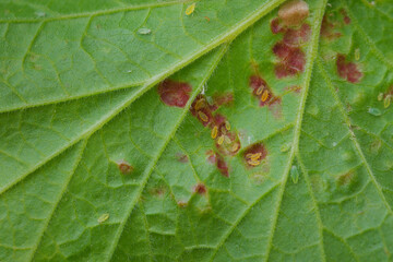 red currant leaf affected by aphids