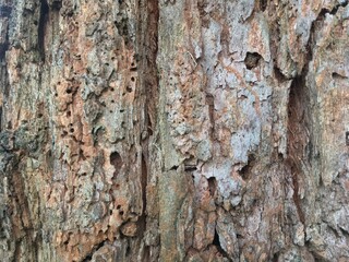 wood worm in tree trunk