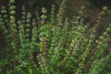 Basil flowers An outstanding colorful bush of purple bouquet & green leaves textures. A vegetable garden as well as food & herb. Specific fragrant aroma. close up, natural sunlight