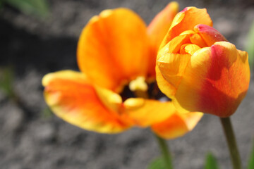 Yellow tulips. Close-up. Desktop wallpaper. Spring flowers. Gardening. Flowerbed.