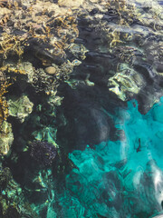 Wallpaper of sea view with reef from the pantone for snorkeling activity in Egypt with amazing blue water and colorful corals as natural background of Red Sea   from mobile photography pattern