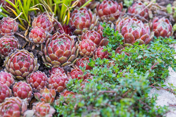 Red Sempervivum on the rocky bed