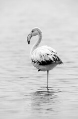 Greater Flamingo, exposure bias monchrome image
