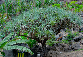 Dragoeiro , Sao Nicolau Cabo Verde
