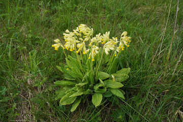 Close-up view of the wild spring flower Primrose Primula Veris ( also known as cowslip, common cowslip, cowslip primrose)