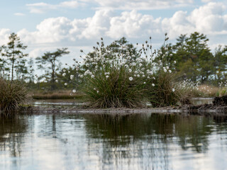 swamp landscape with fluffy hare’s-tail Cottongrass in the foreground, bog vegetation, Characteristic species in plant communities in moss bogs