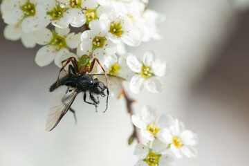 a spider that caught a fly on a flower