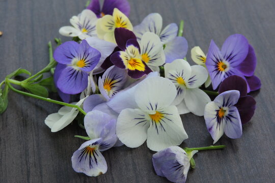 Fołek tr&oacute;jbarwny (Viola tricolor L)