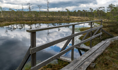 the bog vegetation, in the foreground the texture of the wooden footbridge, the bog grass and moss, in the background the silhouettes of the bog pines