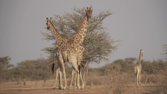 Giraffenpaar vor Paarungsritual in afrikanischer Steppe Namibias