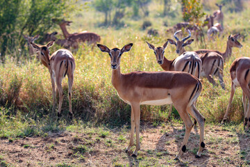 Impala Social Distancing