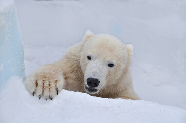 Obraz na płótnie Canvas polar bear cub