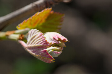 blossoming from the buds leaf vine